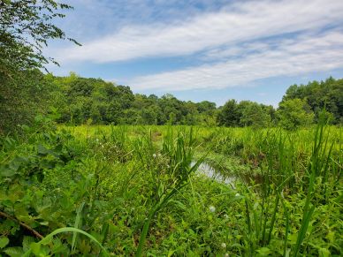 Lush green wetland under a partly cloudy sky.