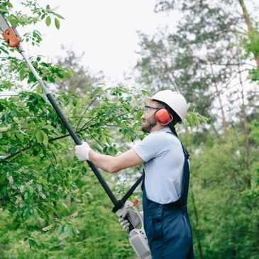 One of out tree experts taking care of the tree trimming