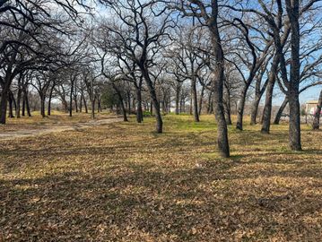 Leaf-covered ground with leafless trees in a park.
