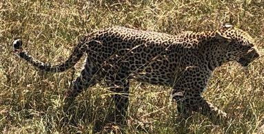 South African Cheetah blending in with the background.