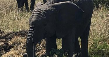 Kenyan Elephant in the wild getting a drink of water.