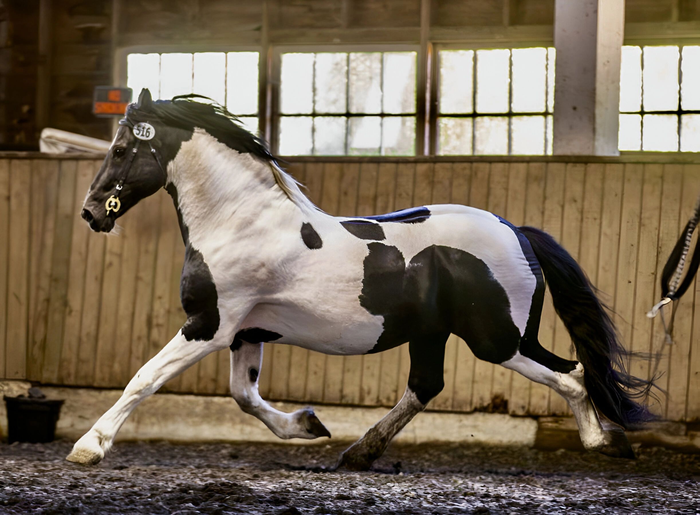 Horse Breeding Farm - Orca Farm
