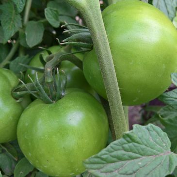 Green tomatoes on the vine.