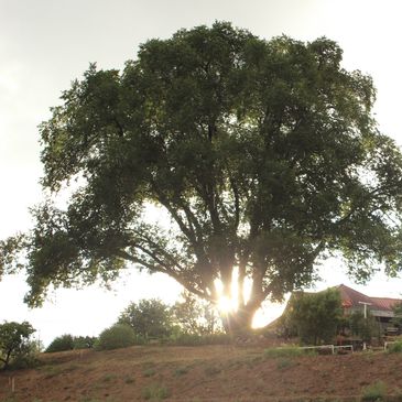 Sunset as it is enjoyed in 'Our Backyard'!