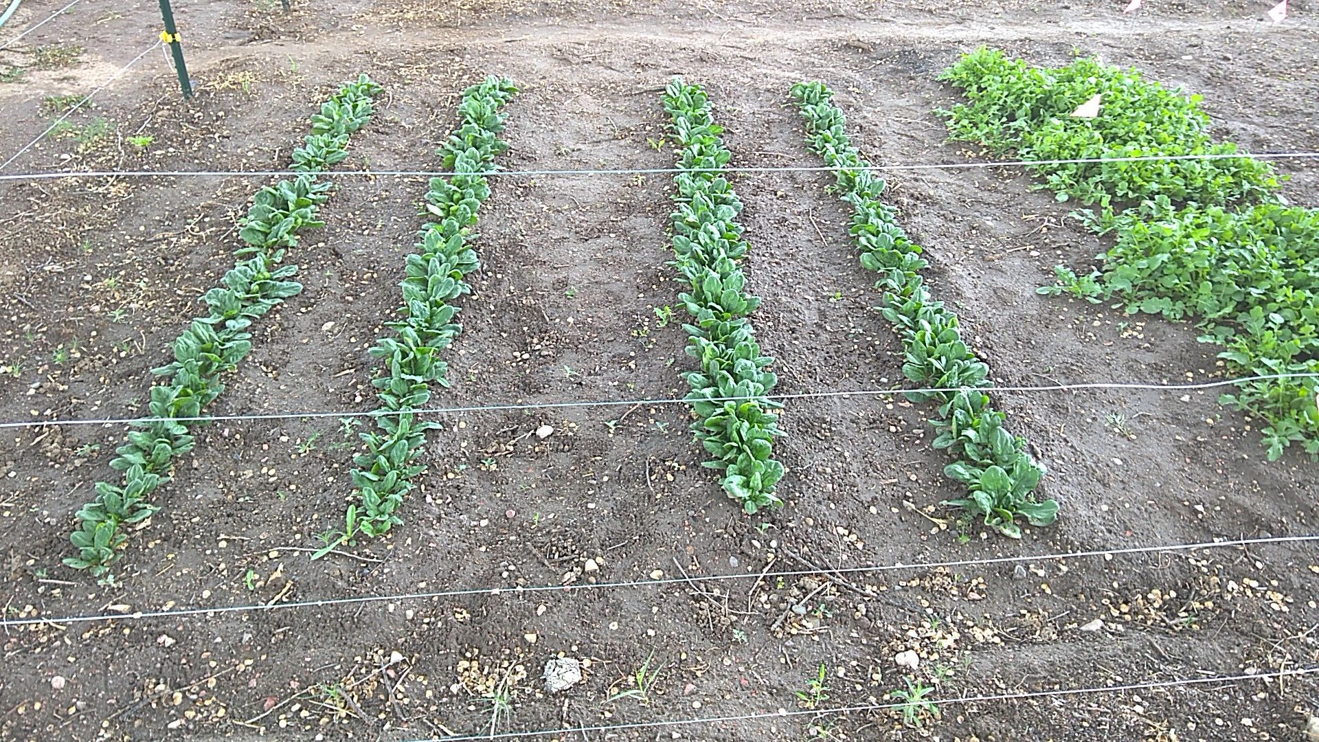 How Does Your Garden Grow IV?