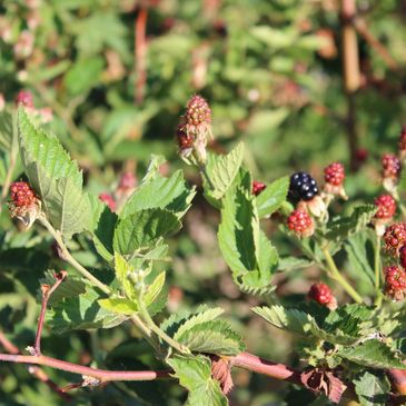 Plentiful crop of blackberries - a farm favorite.