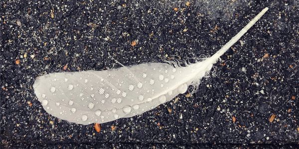 wet white feather against dark background representing anxiety and depression. 