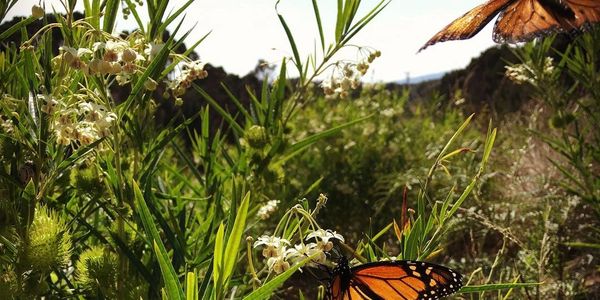 monarch butterflies taking off representing recovery from eating disorders