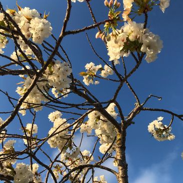 Cherry blossom against blue sky representing integration of physical and mental health