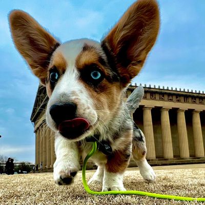 corgi puppy at a dog training lesson in Nashville