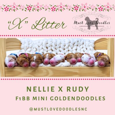 Newborn Mini Goldendoodle puppies from Nellie and Rudy's litter sleeping in a row on a wooden bed.