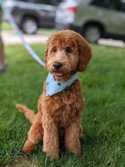 Mini Goldendoodle Miniature Australian Petite Mini Labradoodle