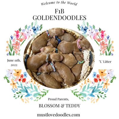 F1b Goldendoodle Puppy