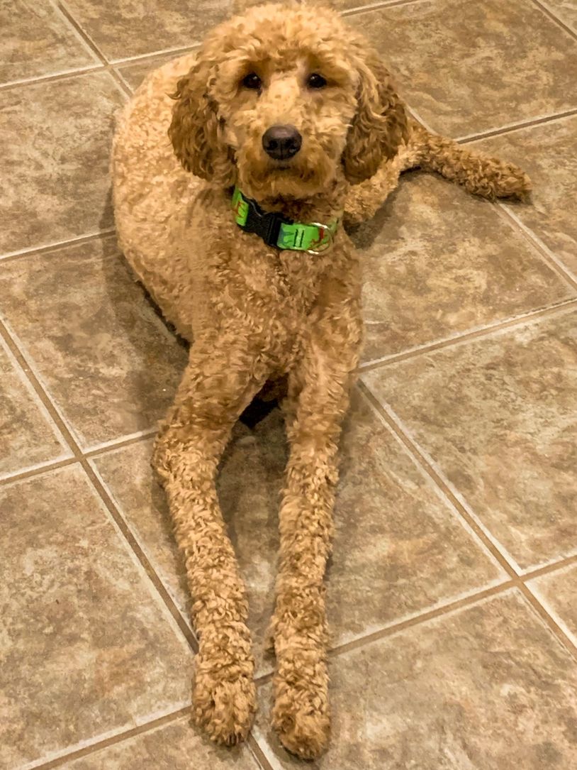 F1b Goldendoodle