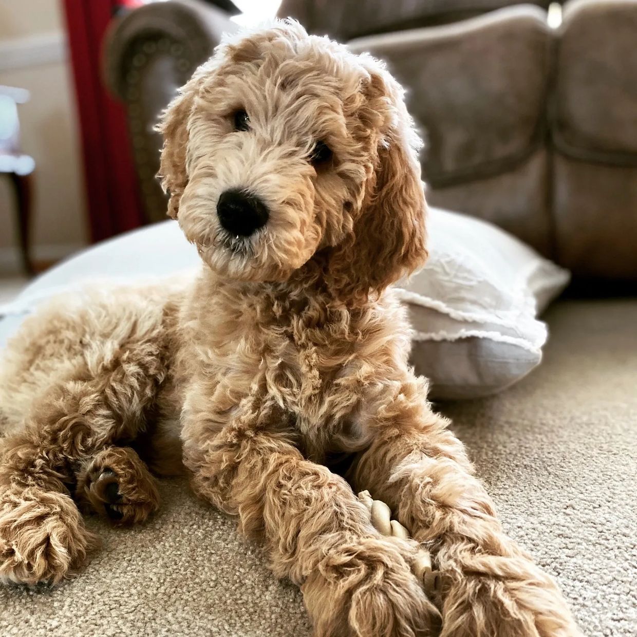 F1b Goldendoodle Puppy