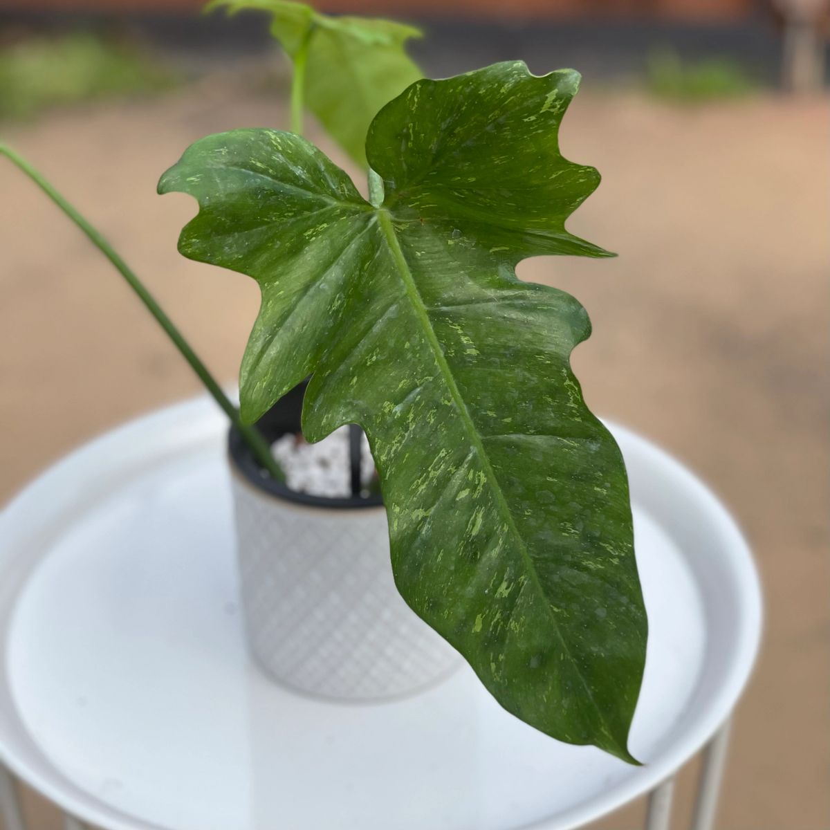 Philodendron Minarum Lime Fiddle Aka Golden Dragon