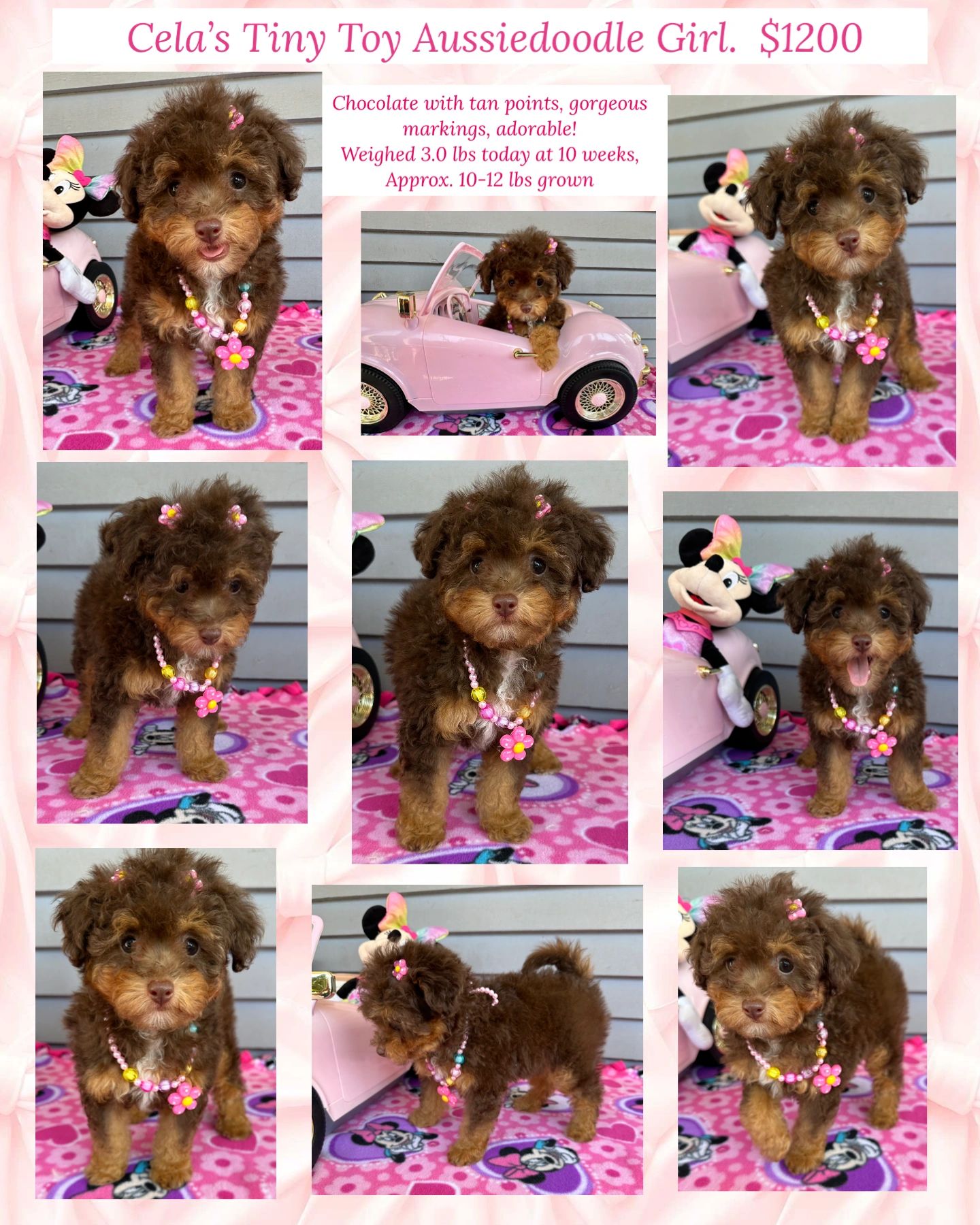 Cela x Jaxon Litter victorian pawprints