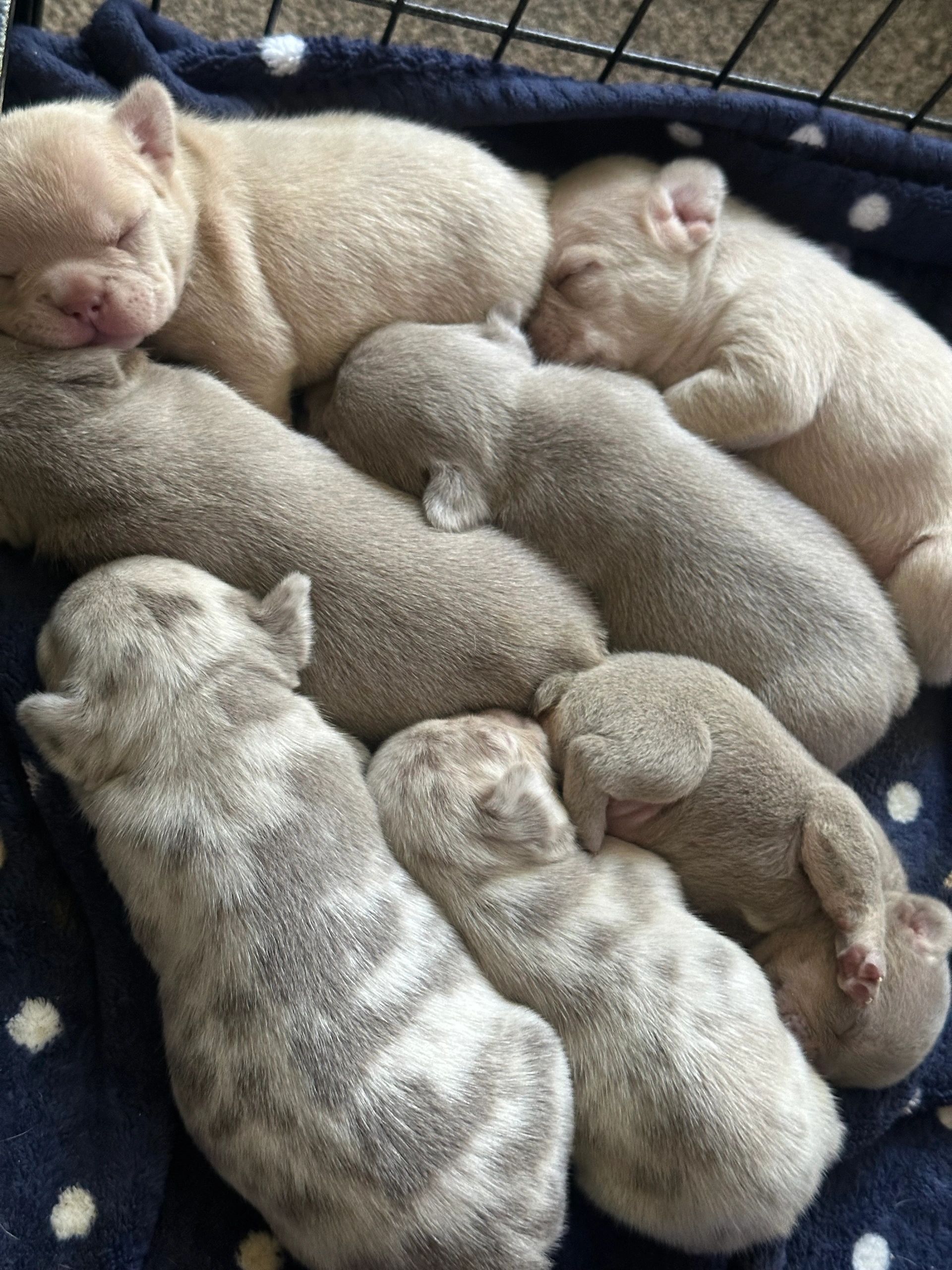Bos-n-Bull Kennel