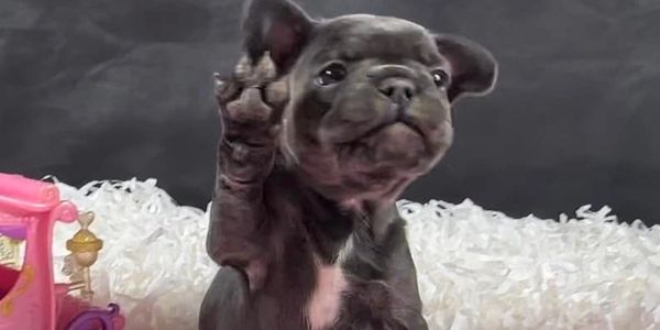 A cute dark puppy raising its paw, sitting on a pink blanket next to a toy carriage.