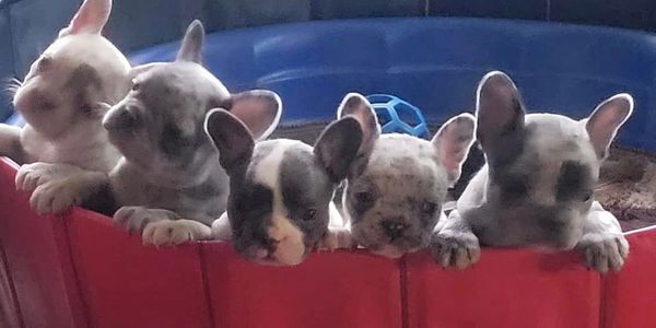 Five adorable French Bulldog puppies peeking over a red barrier in a blue playpen.