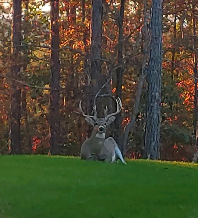 Hunting Preserve Dugger Mountain Whitetails