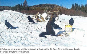 A fisher cat joins other wildlife in search of food on the St. John River in Allagash. Credit: Court