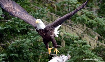 Spotted 12 bald eagles on this Allagash Canoe trip