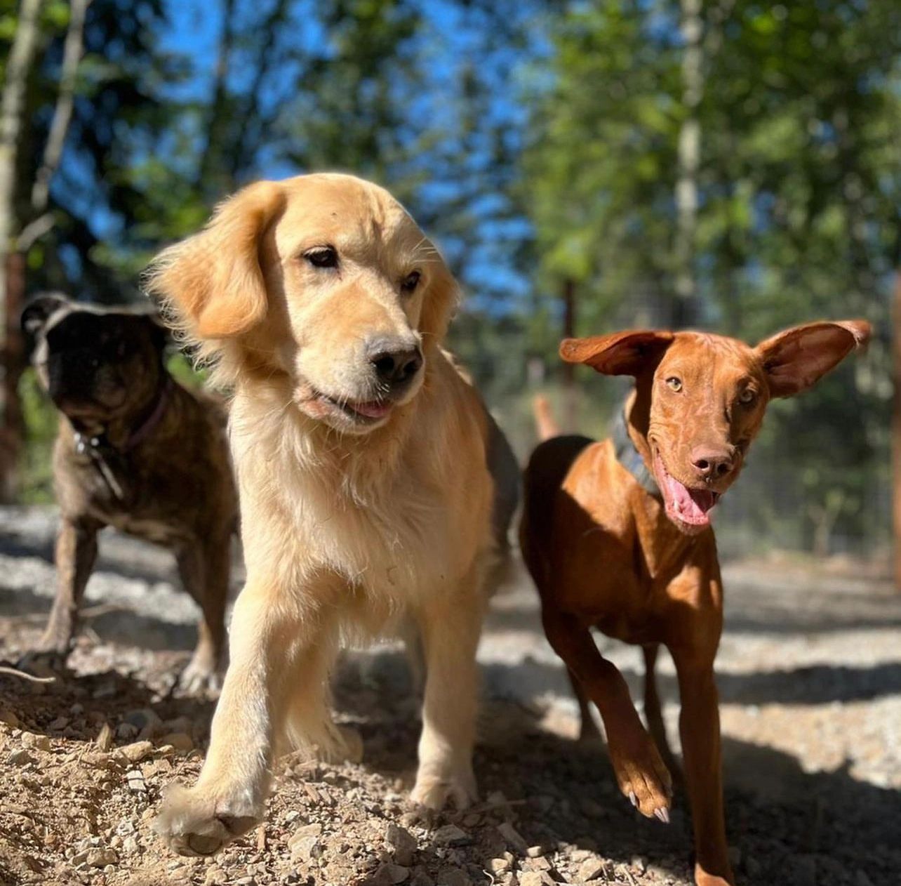 Camano Island Kennels - Image 1