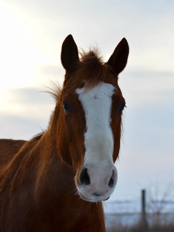 Close-up of a brown horse with a white blaze on its face.