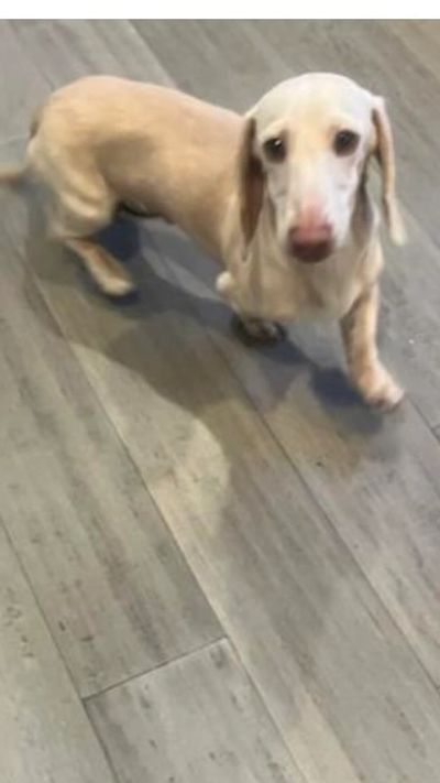 A small light-colored dachshund standing on a wooden floor looking up.