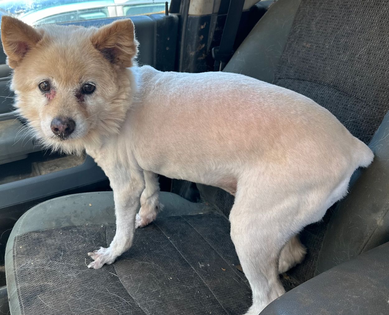 12 year old Eskimo mix rescued from the Euthanasia list at Coachella in 2023, disabled front leg. 