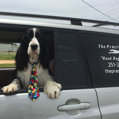 Archer - The Practical Dog Good Dog Training and Education
251-233-2168
https://thepracticaldog.net