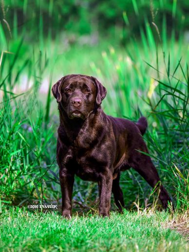 Bruno - Labrador retriever - trained, handled and titled in AKC Rally by Lesa Crowe of "Good Dog" 