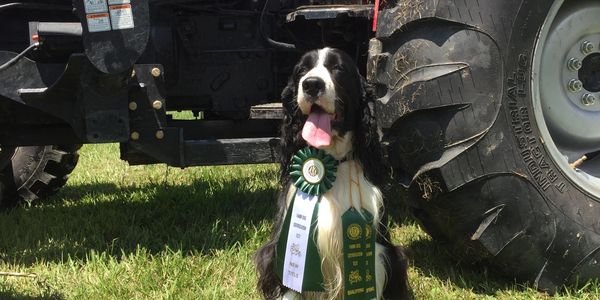 The Practical Dog - Board and Train Programs, Private Training, Competition Training. 251-233-2168
