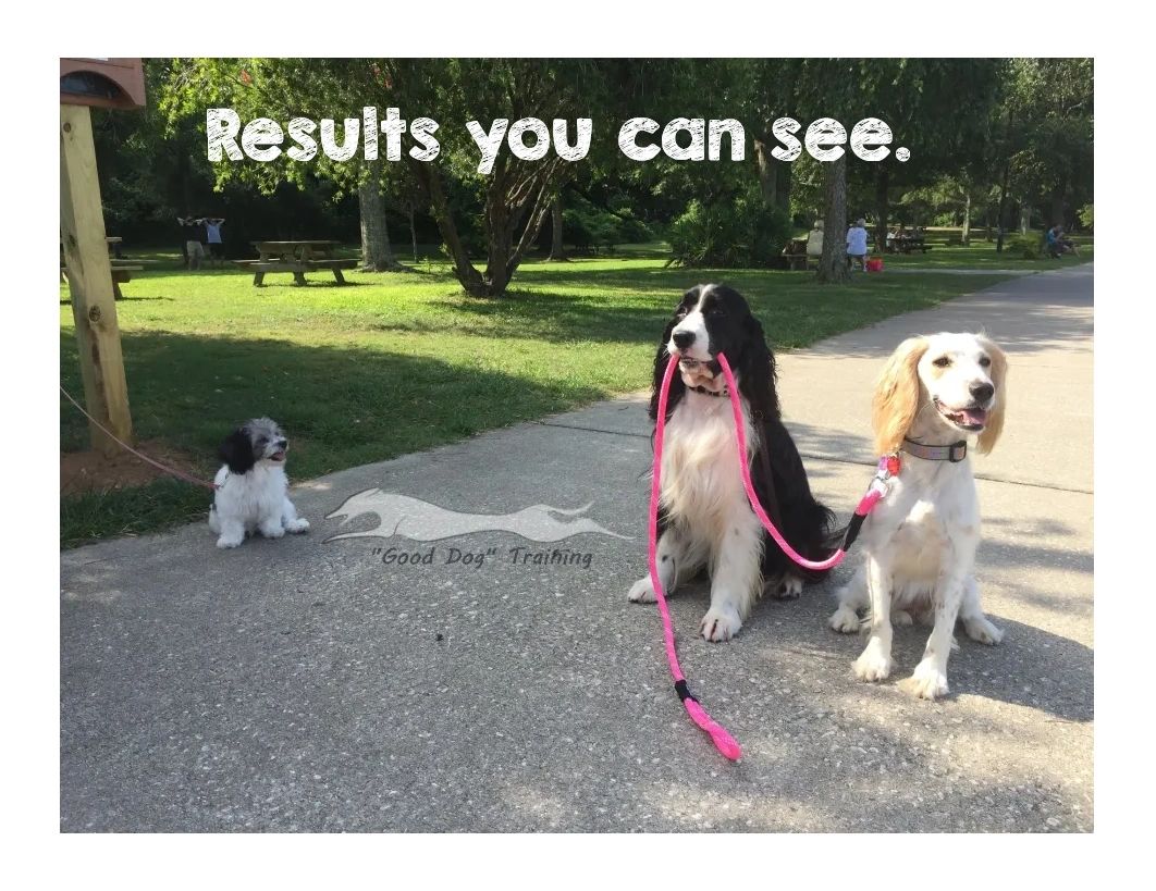 The Practical Dog "Good Dog" Training and Education.
Dog training Alabama, Florida, Mississippi