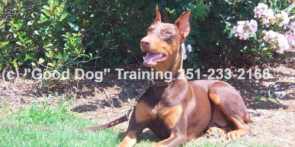 The Practical Dog "Good Dog" Training
Board and Train, Private Training, Competition Training
Alabam