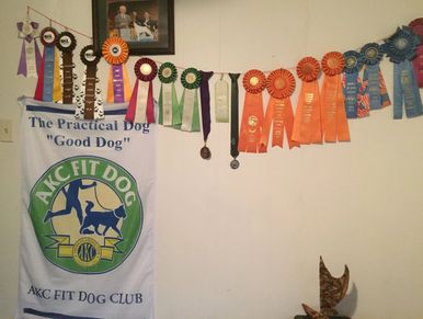 competition training for obedience, rally, upland hunt tests, earth dog, barn hunt, dog fitness