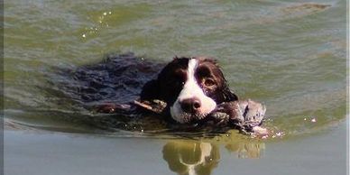Spaniel and Retriever Upland Hunt training and competing.