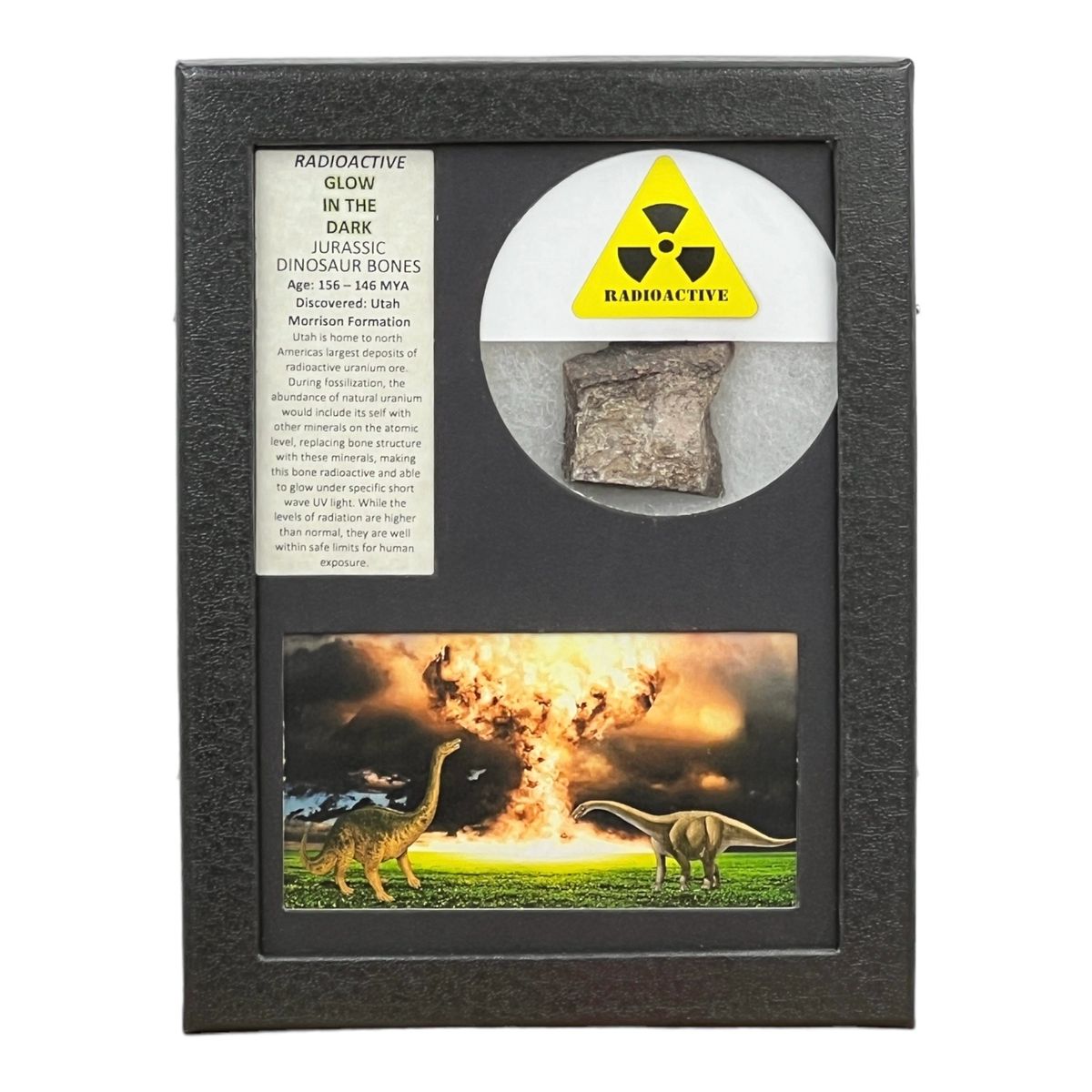 Radioactive Dinosaur Bones Display