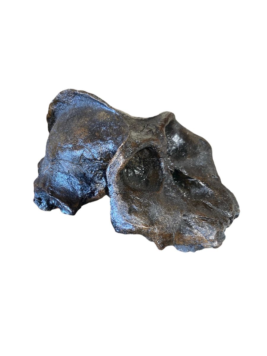 Skull Replica (Australopithecus aethiopicus)