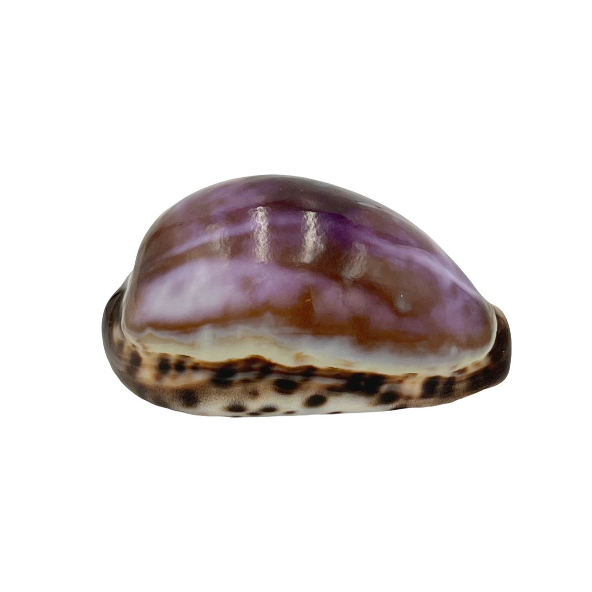 Tiger Cowrie Shells 5-8 cms – Dorset Gifts