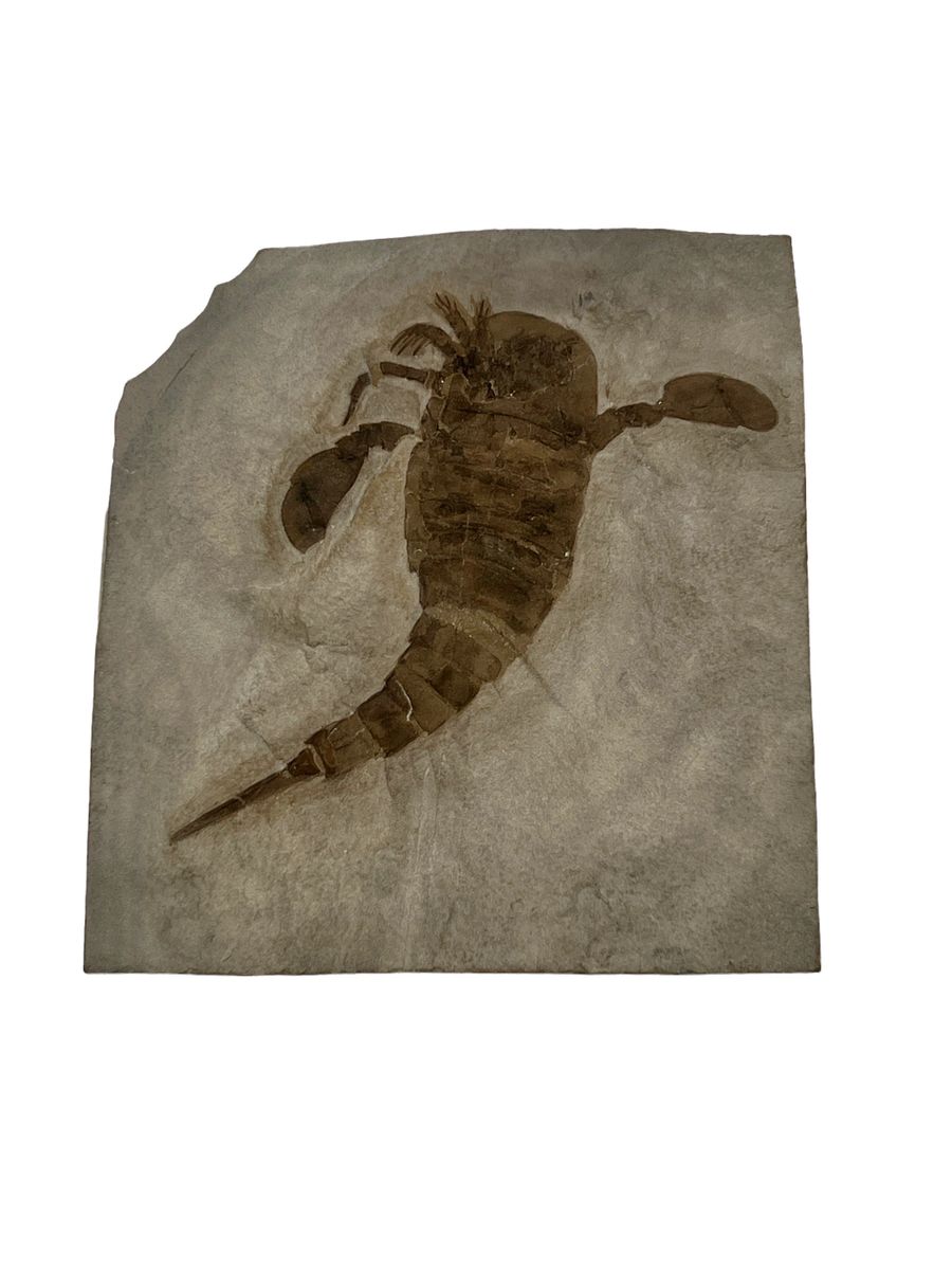 Fossil Sea Scorpion