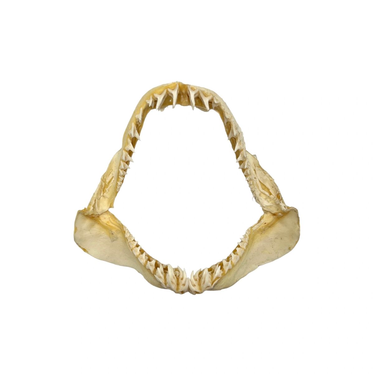 Shark Jaw (Mako Shark, 67")