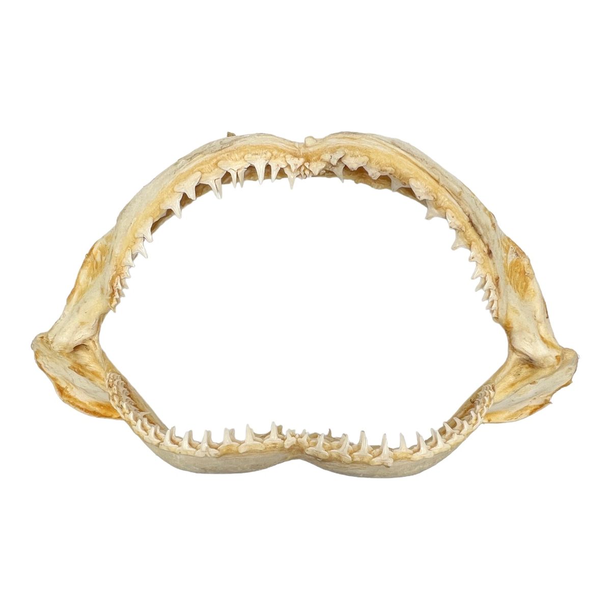 Shark Jaw Bracelet