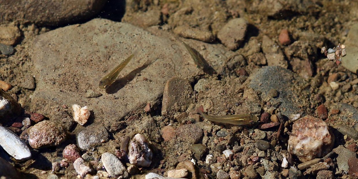 Mosquitofish used for mosquito control 