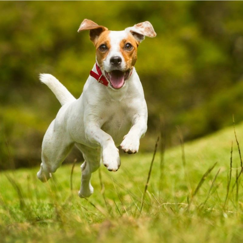 how much is a russell terrier