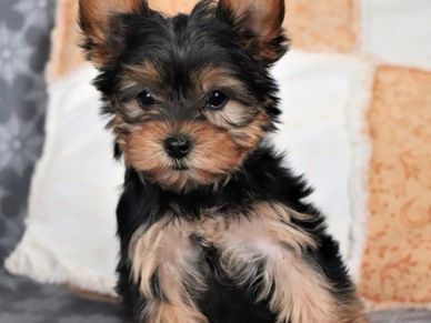 Yorkshire Terrier Thailand