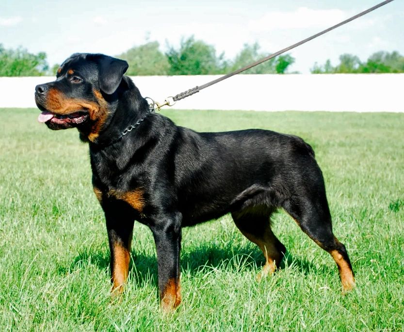 are rottweiler bulldogs dangerous