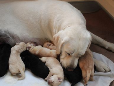 Labrador Retriever Thailand