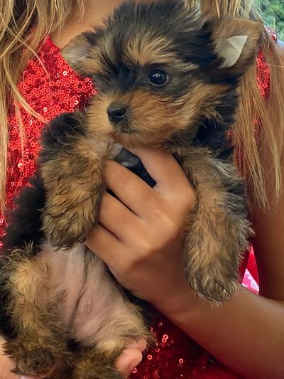 Teacup Yorkshire Terrier puppies for sale